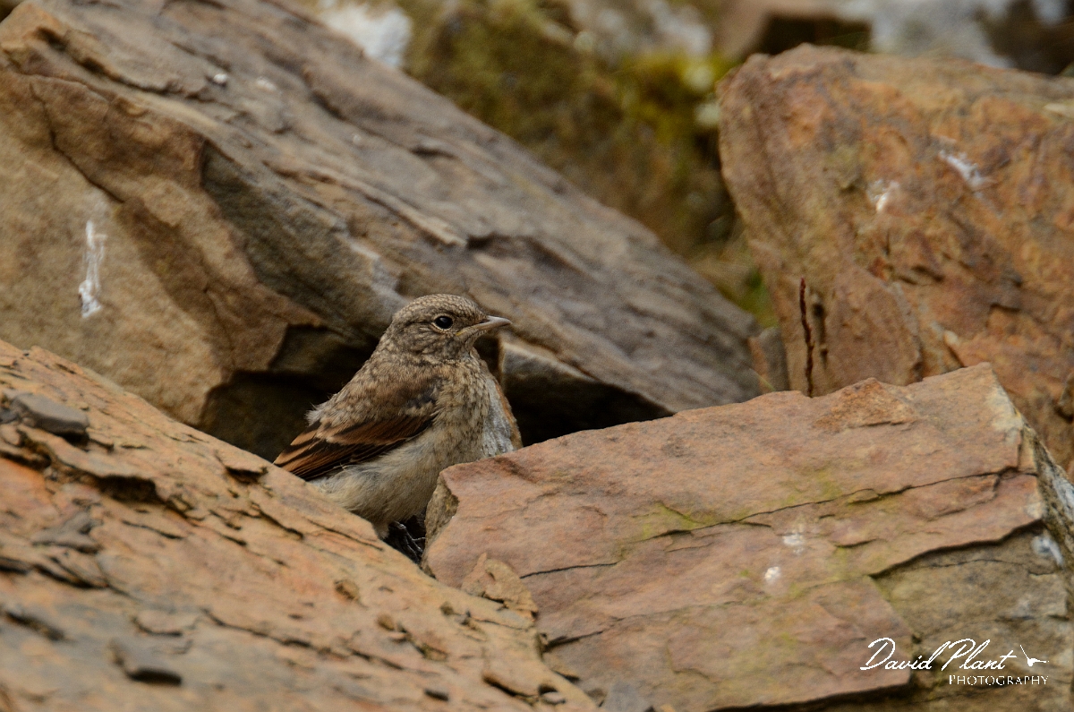 David Plant Photography - Wildlife Photography - Wheatear - C.jpg - Wheatear, juvenile hiding amongst rocks - Merthyr Tydfil