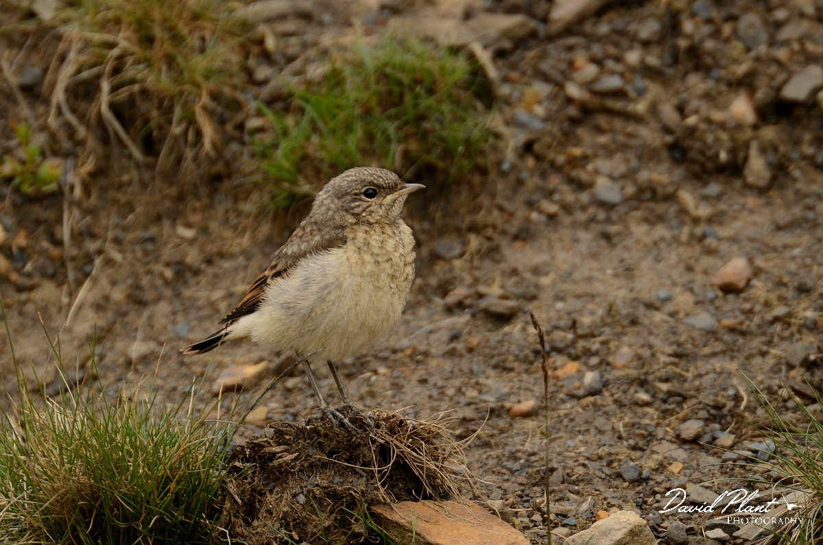 David Plant Photography - Wildlife Photography - Wheatear - D.jpg - Wheatear, juvenile - Merthyr Tydfil