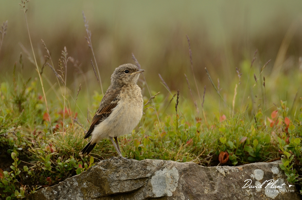 David Plant Photography - Wildlife Photography - Wheatear - E.jpg - Wheatear, juvenile - Merthyr Tydfil