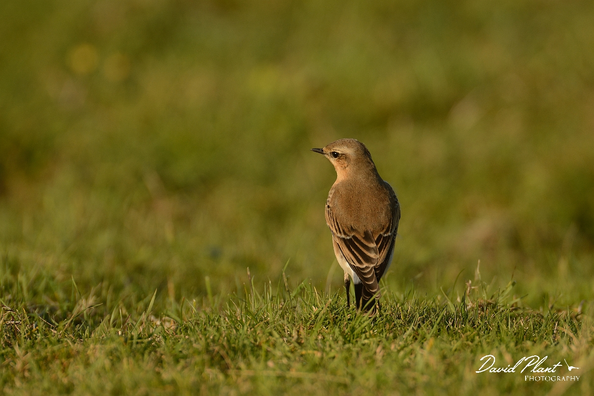 David Plant Photography - Wildlife Photography - Wheatear - G.jpg - Wheatear - Bedfordshire