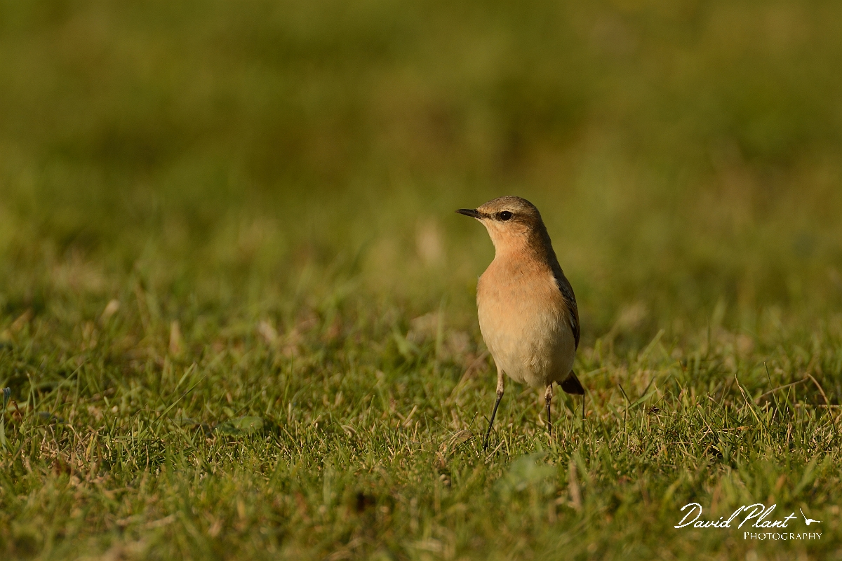 David Plant Photography - Wildlife Photography - Wheatear - H.jpg - Wheatear - Bedfordshire