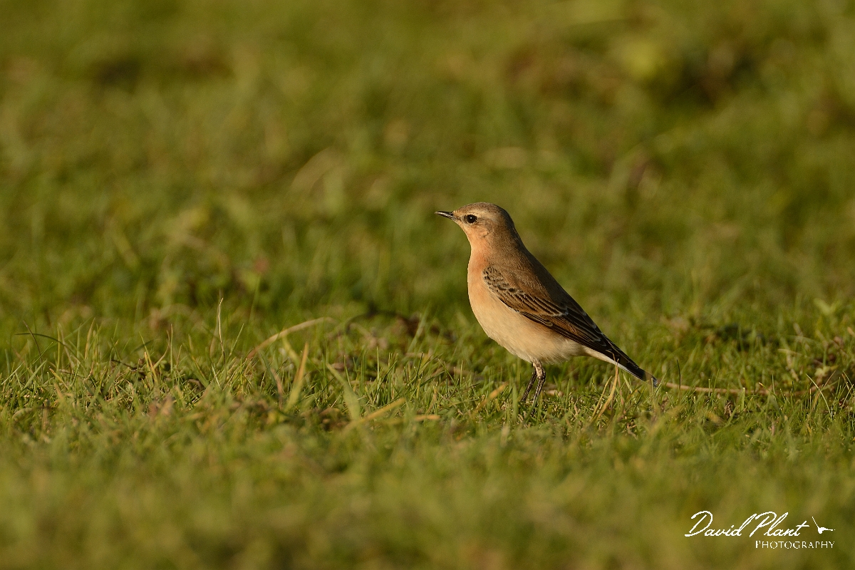 David Plant Photography - Wildlife Photography - Wheatear - I.jpg - Wheatear - Bedfordshire