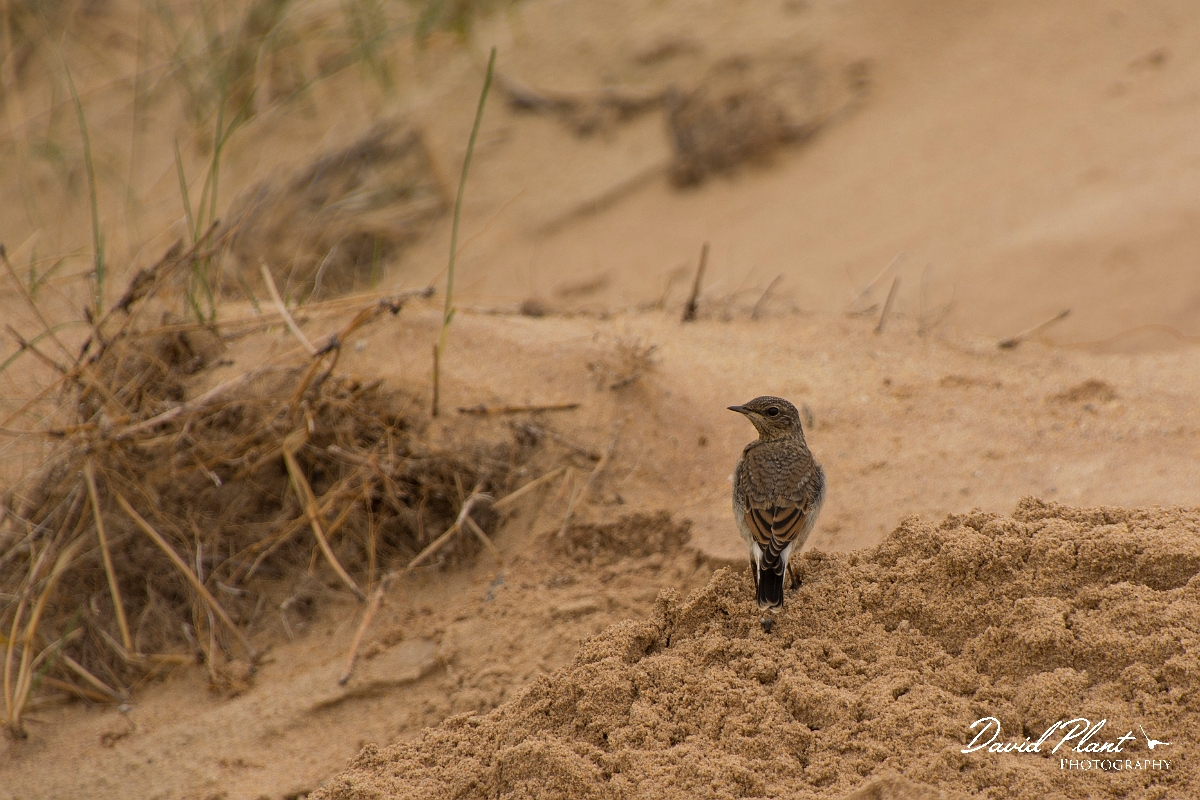 David Plant Photography - Wildlife Photography - Wheatear - J.jpg - Wheatear, juvenile - Sutherland