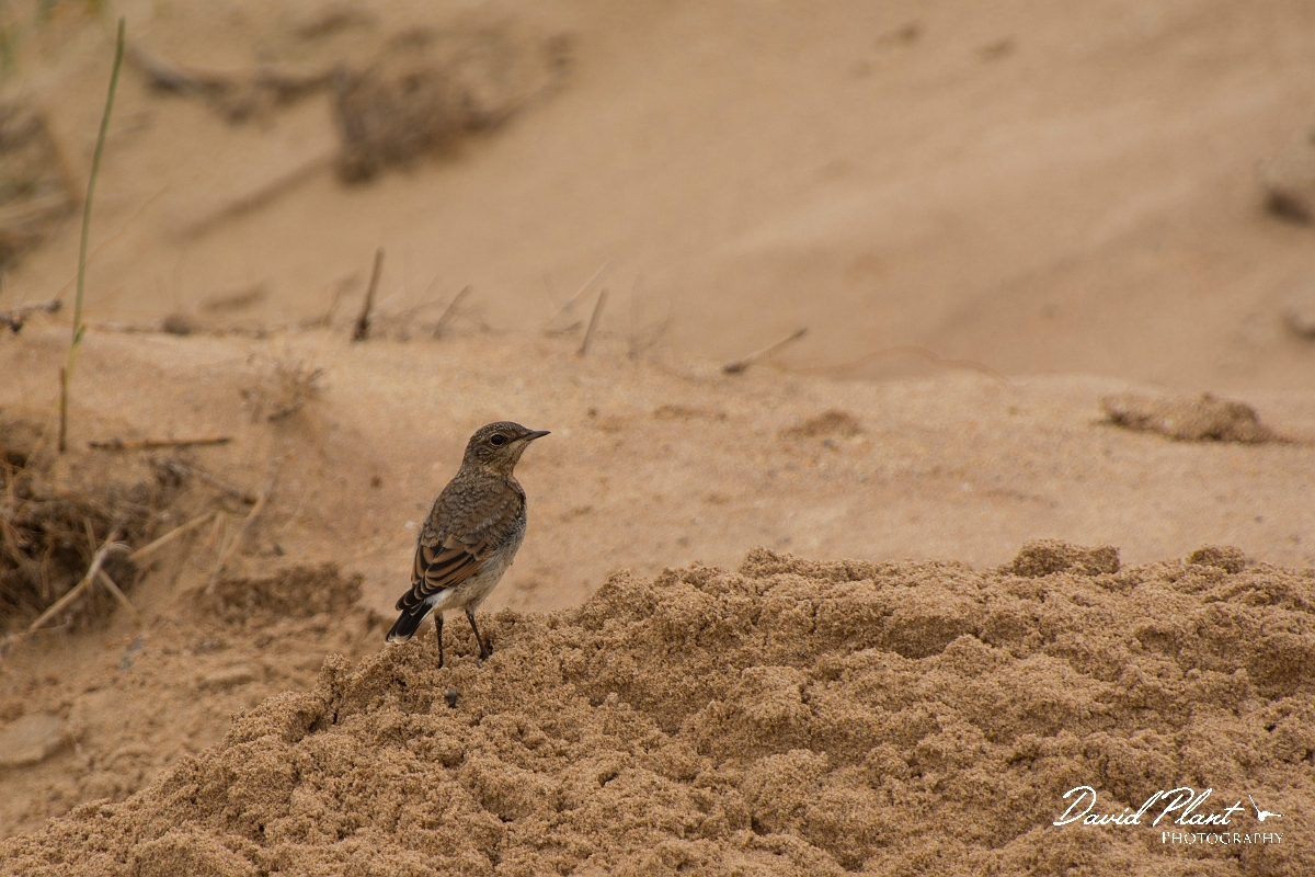 David Plant Photography - Wildlife Photography - Wheatear - K.jpg - Wheatear, juvenile - Sutherland