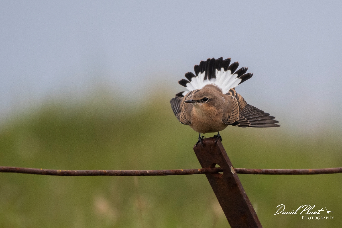 David Plant Photography - Wildlife Photography - Wheatear - L.JPG - Wheatear, female tail display - Highlands