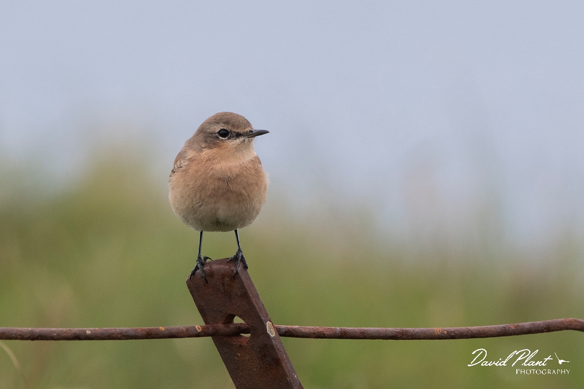 David Plant Photography - Wildlife Photography - Wheatear - M.JPG - Wheatear, female - Highlands