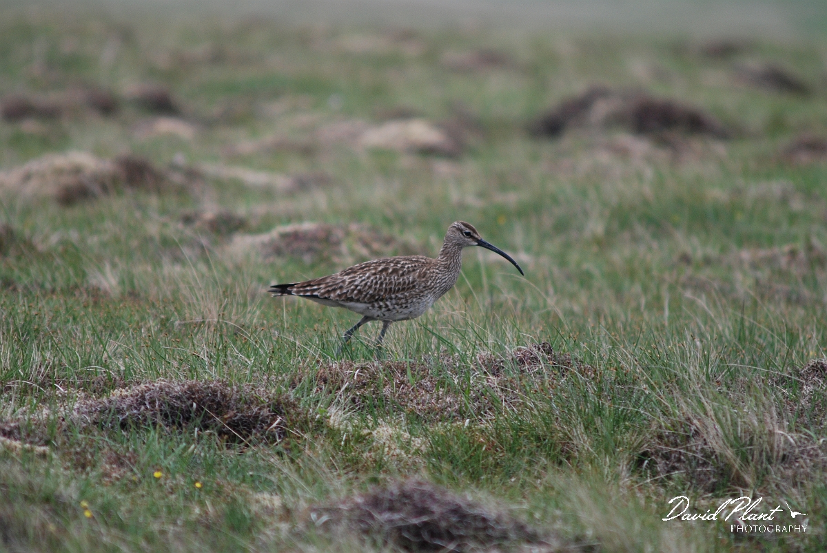 David Plant Photography - Wildlife Photographer - Whimbrel - A.JPG - Whimbrel - Shetland Islands