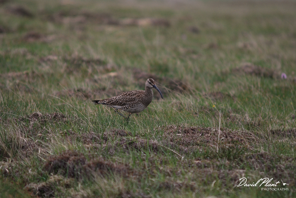 David Plant Photography - Wildlife Photographer - Whimbrel - B.JPG - Whimbrel - Shetland Islands