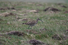 David Plant Photography - Wildlife Photographer - Whimbrel - A