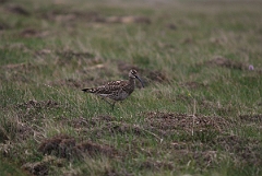 David Plant Photography - Wildlife Photographer - Whimbrel - B