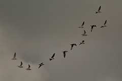 David Plant Photography - Wildlife Photography - Whimbrel - C