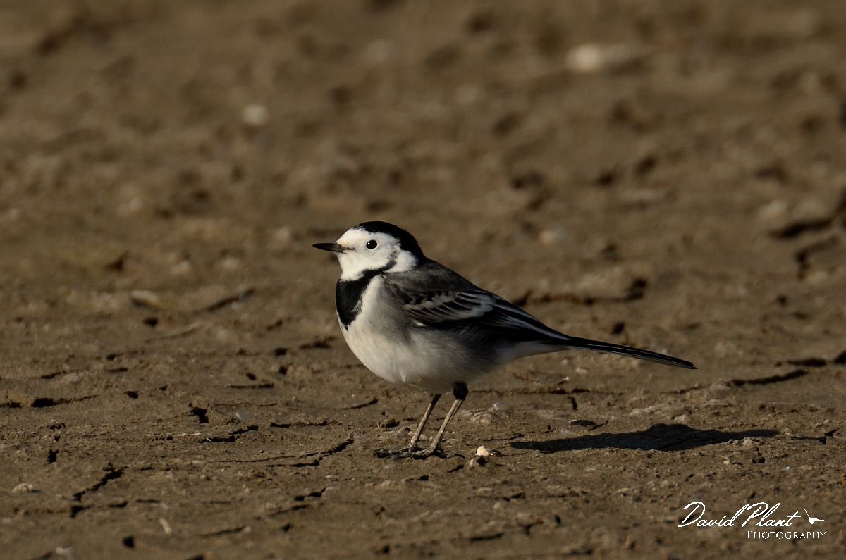 David Plant Photography - Wildlife Photography - White wagtail - A.jpg - White wagtail on mud - Suffolk