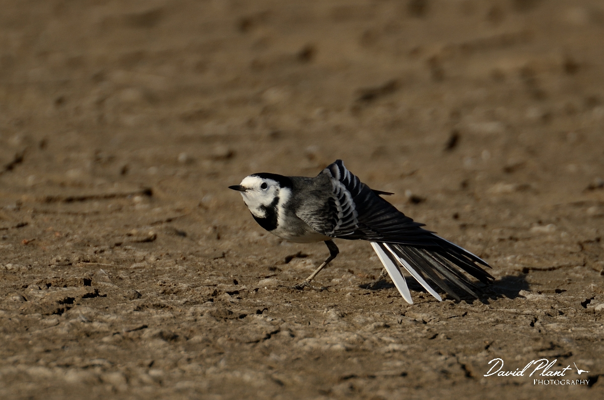 David Plant Photography - Wildlife Photography - White wagtail - C.jpg - White wagtail stretching wing - Suffolk