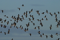 David Plant Photography - Wildlife Photographer - White-fronted geese flock - B