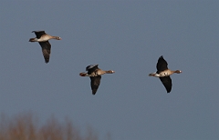 David Plant Photography - Wildlife Photographer - White-fronted geese flying - A