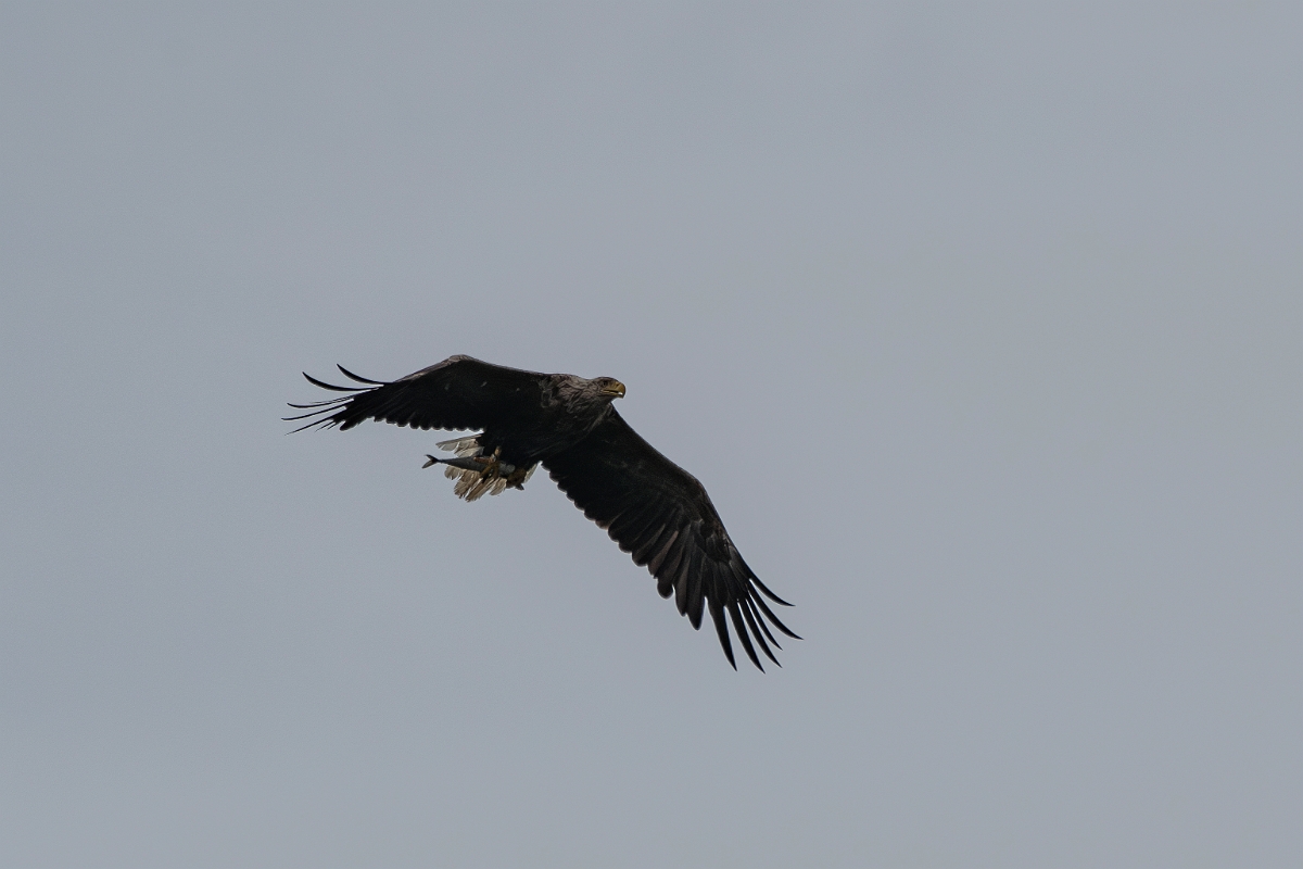 David Plant Photography - Wildlife Photography - White-tailed eagle - F.JPG - White-tailed eagle - Inverness-shire