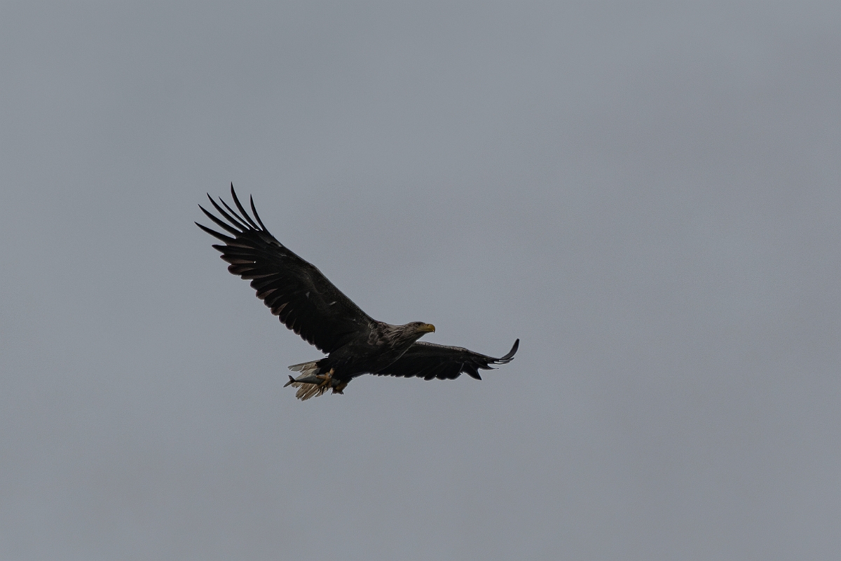 David Plant Photography - Wildlife Photography - White-tailed eagle - H.JPG - White-tailed eagle - Inverness-shire