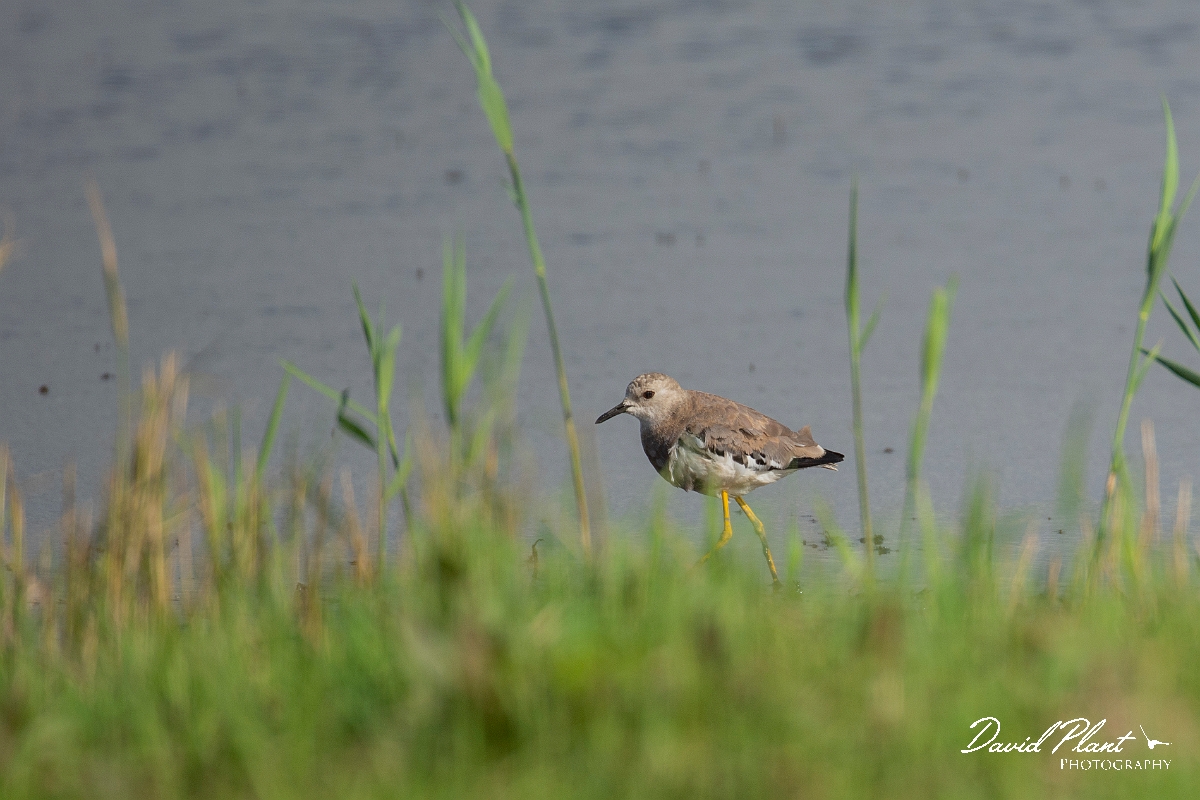 David Plant Photography - Wildlife Photography - White-tailed lapwing - A.JPG - White-tailed lapwing - East Riding of Yorkshire
