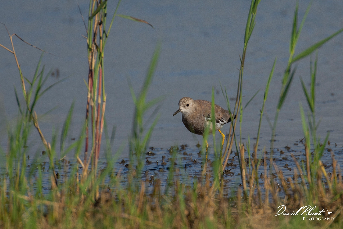 David Plant Photography - Wildlife Photography - White-tailed lapwing - C.JPG - White-tailed lapwing - East Riding of Yorkshire