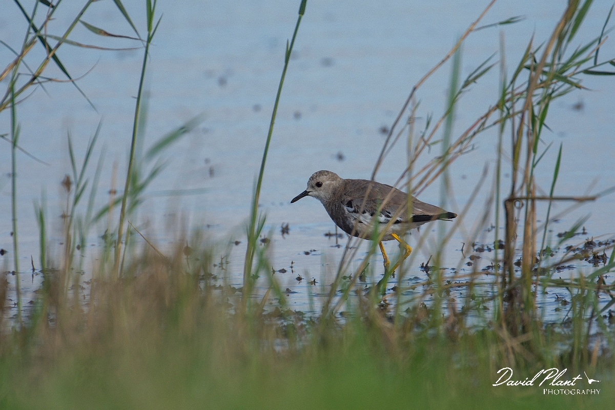 David Plant Photography - Wildlife Photography - White-tailed lapwing - D.JPG - White-tailed lapwing - East Riding of Yorkshire