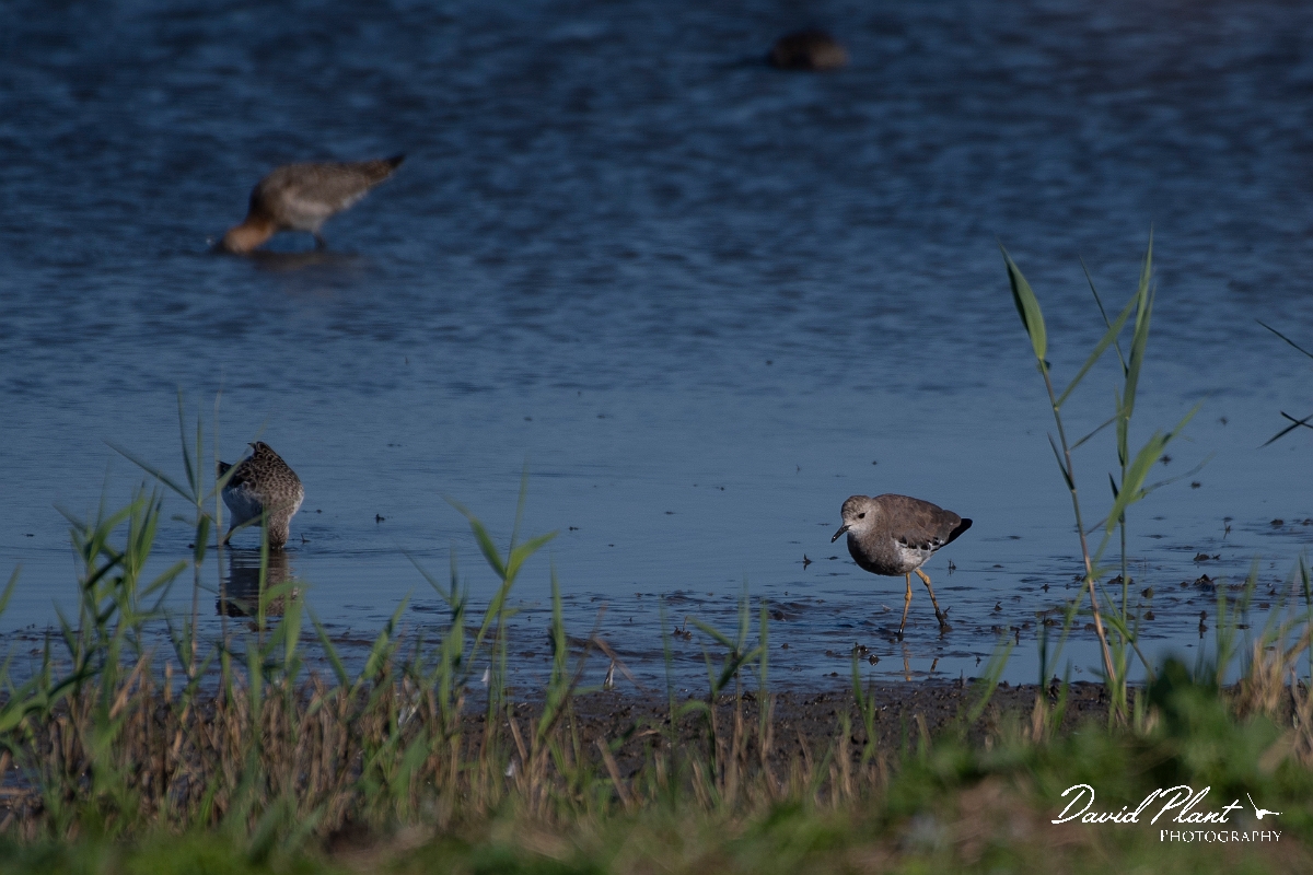 David Plant Photography - Wildlife Photography - White-tailed lapwing - E.JPG - White-tailed lapwing - East Riding of Yorkshire