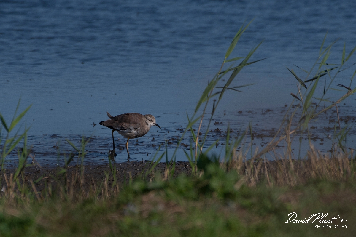 David Plant Photography - Wildlife Photography - White-tailed lapwing - F.JPG - White-tailed lapwing - East Riding of Yorkshire