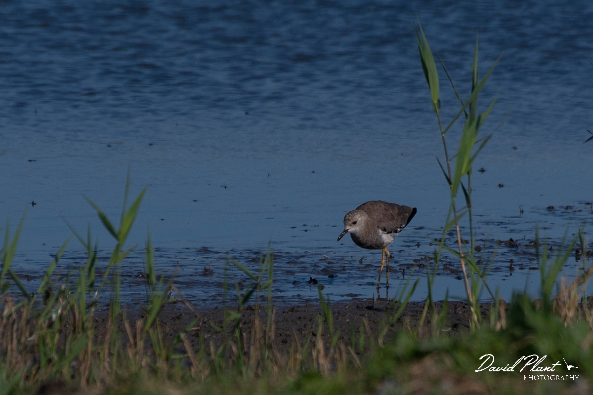 David Plant Photography - Wildlife Photography - White-tailed lapwing - G.JPG - White-tailed lapwing - East Riding of Yorkshire