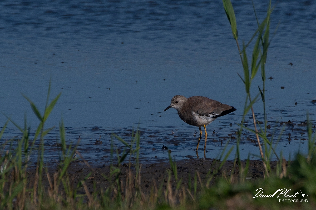 David Plant Photography - Wildlife Photography - White-tailed lapwing - H.JPG - White-tailed lapwing - East Riding of Yorkshire