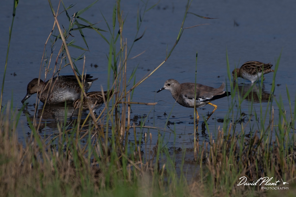 David Plant Photography - Wildlife Photography - White-tailed lapwing - I.JPG - White-tailed lapwing - East Riding of Yorkshire