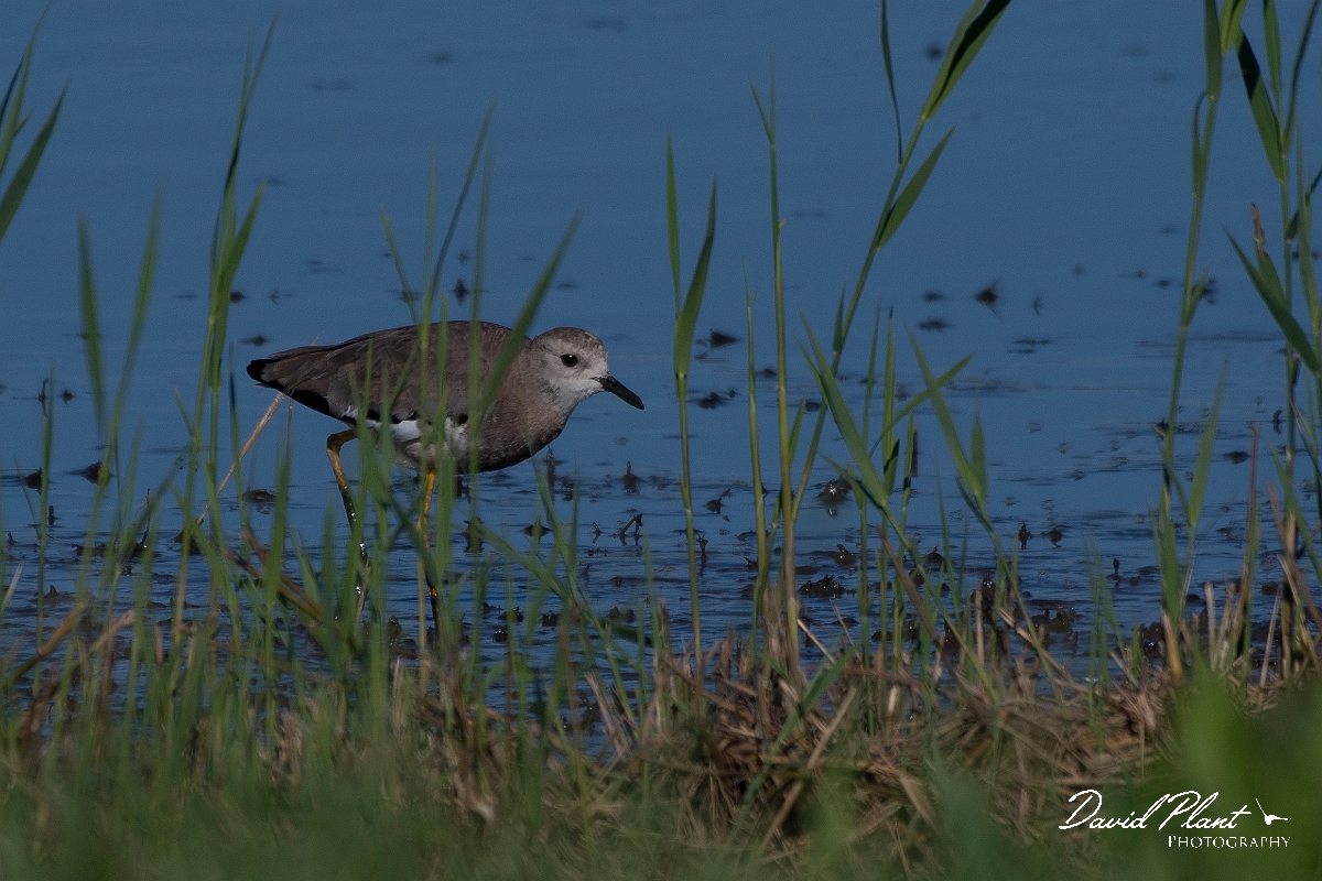 David Plant Photography - Wildlife Photography - White-tailed lapwing - K.JPG - White-tailed lapwing - East Riding of Yorkshire