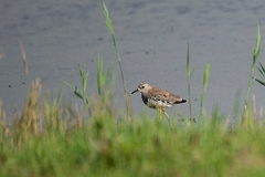 David Plant Photography - Wildlife Photography - White-tailed lapwing - A