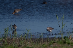 David Plant Photography - Wildlife Photography - White-tailed lapwing - E
