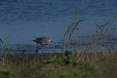 David Plant Photography - Wildlife Photography - White-tailed lapwing - F