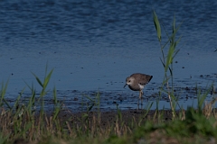 David Plant Photography - Wildlife Photography - White-tailed lapwing - G