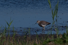David Plant Photography - Wildlife Photography - White-tailed lapwing - H