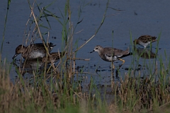 David Plant Photography - Wildlife Photography - White-tailed lapwing - I