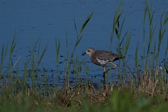 David Plant Photography - Wildlife Photography - White-tailed lapwing - J