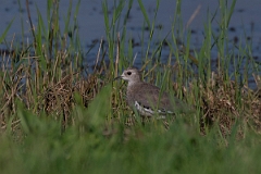 David Plant Photography - Wildlife Photography - White-tailed lapwing - L