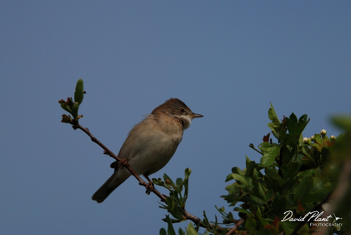 David Plant Photography - Wildlife Photography - Whitethroat - A.jpg - Whitethroat - Cambridgeshire