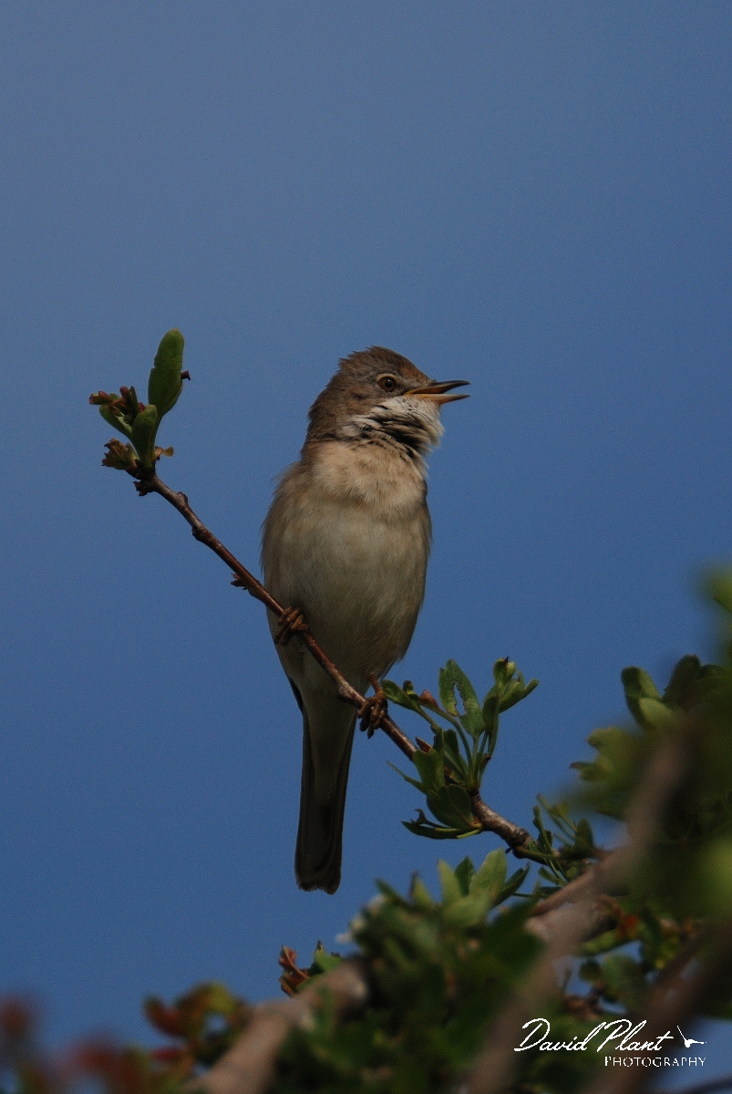 David Plant Photography - Wildlife Photography - Whitethroat - B.jpg - Whitethroat singing - Cambridgeshire