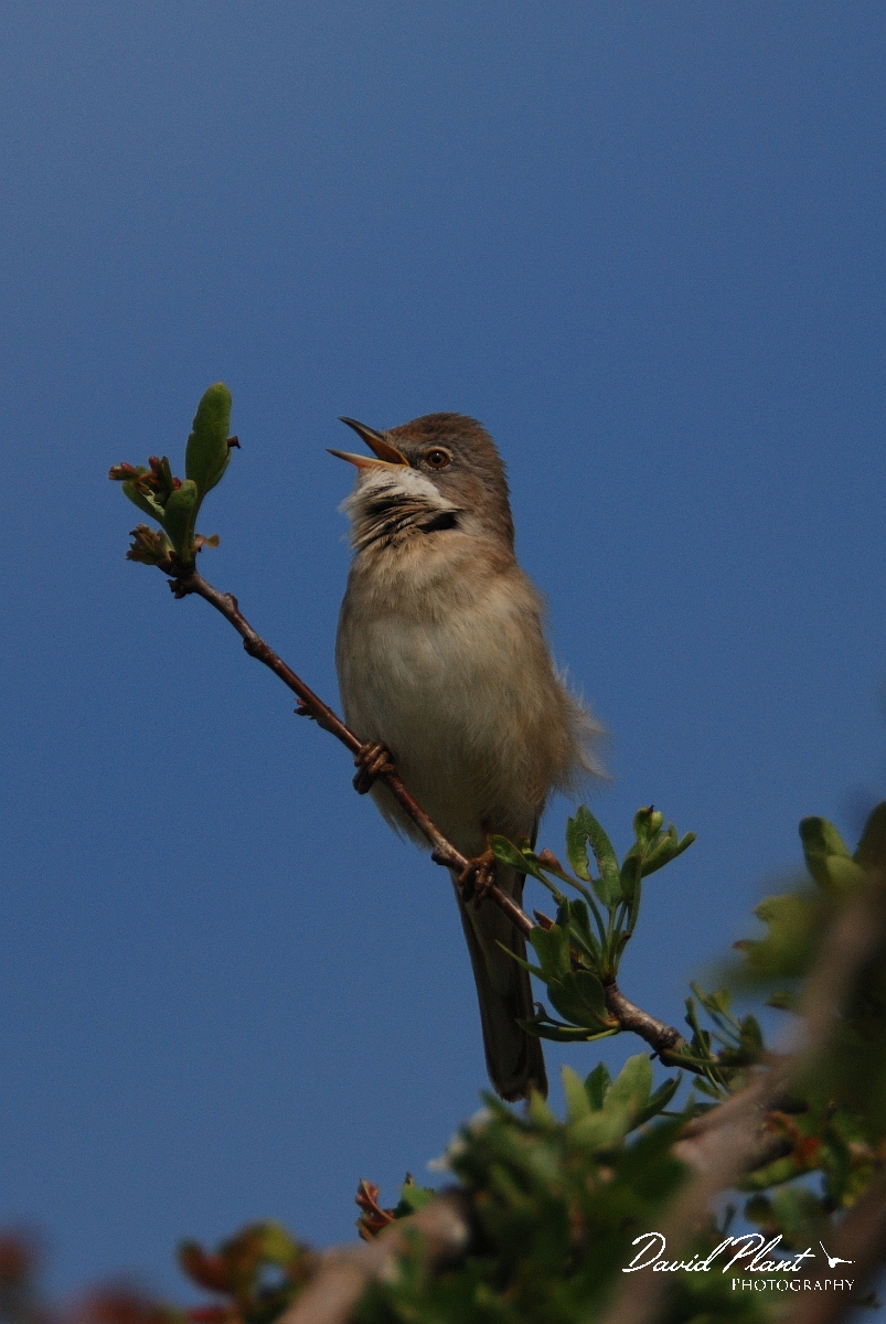 David Plant Photography - Wildlife Photography - Whitethroat - C.jpg - Whitethroat singing - Cambridgeshire
