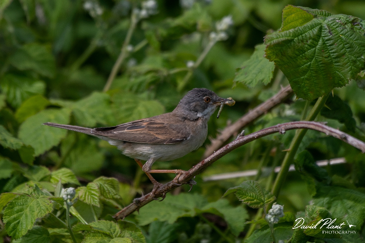 David Plant Photography - Wildlife Photography - Whitethroat - E.JPG - Whitethroat - Kent