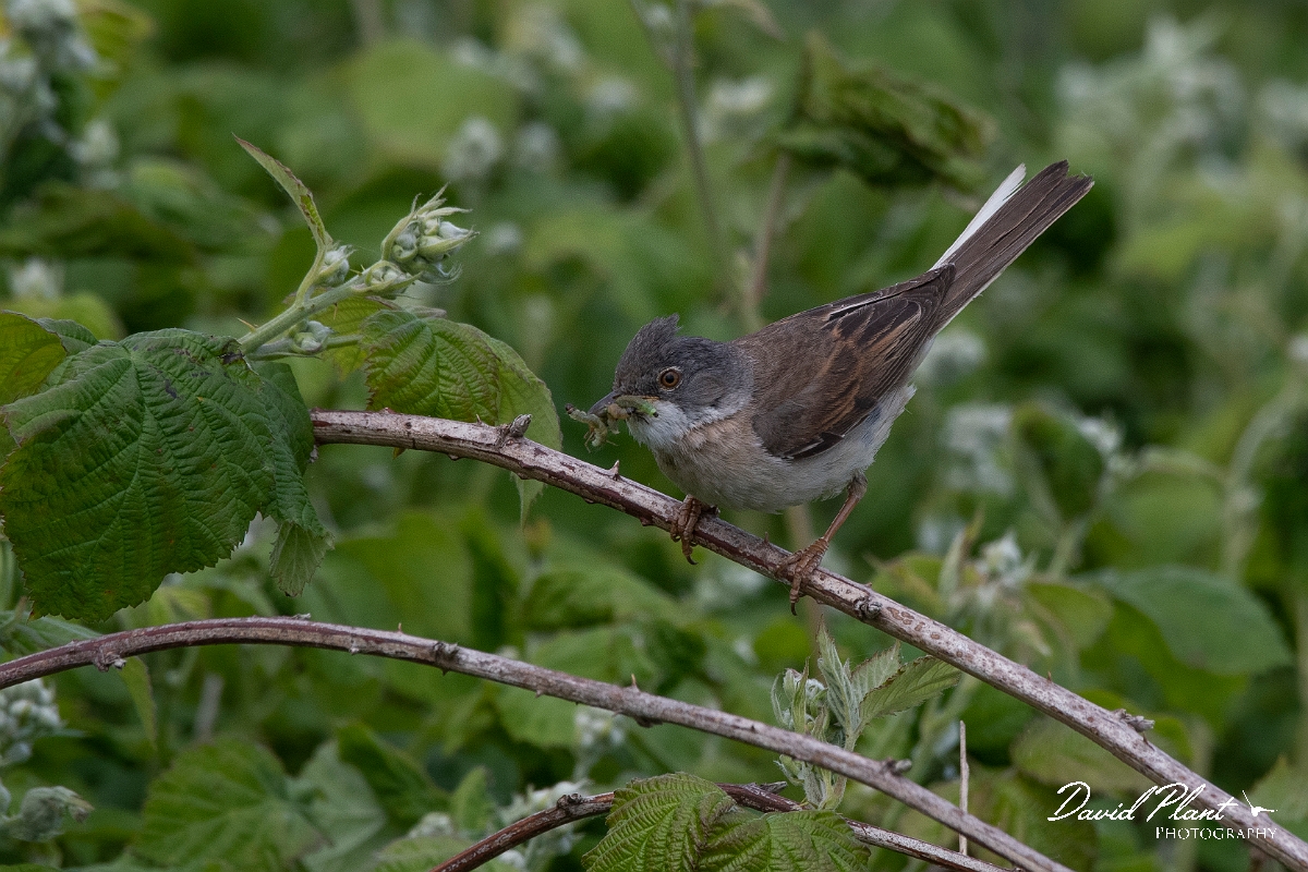 David Plant Photography - Wildlife Photography - Whitethroat - F.JPG - Whitethroat - Kent
