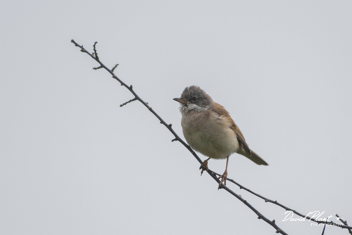 David Plant Photography - Wildlife Photography - Whitethroat - H.JPG - Whitethroat - Kent