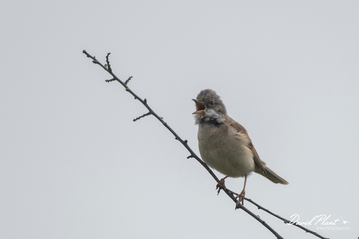 David Plant Photography - Wildlife Photography - Whitethroat - I.JPG - Whitethroat  singing - Kent