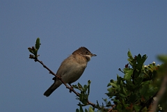 David Plant Photography - Wildlife Photography - Whitethroat - A