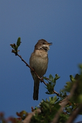 David Plant Photography - Wildlife Photography - Whitethroat - B