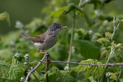 David Plant Photography - Wildlife Photography - Whitethroat - D