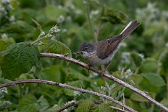 David Plant Photography - Wildlife Photography - Whitethroat - F
