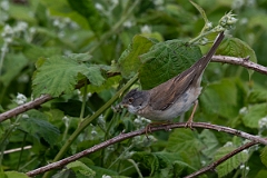 David Plant Photography - Wildlife Photography - Whitethroat - G
